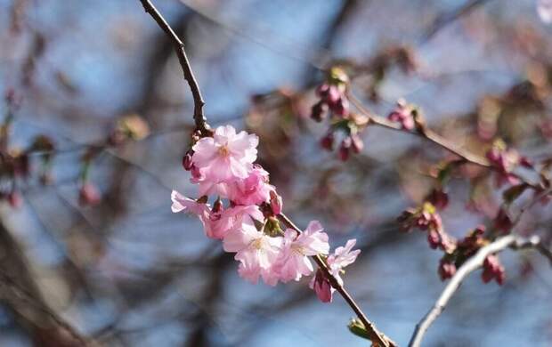 В Петербурге зацвели сакура, тюльпаны и форзиция