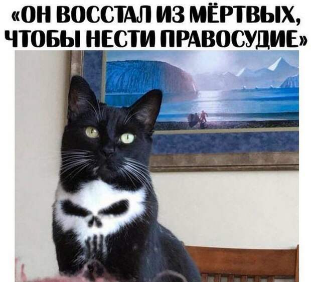 Четкая закупка, братан я в Европу и многое другое в воскресных прикольных картинках