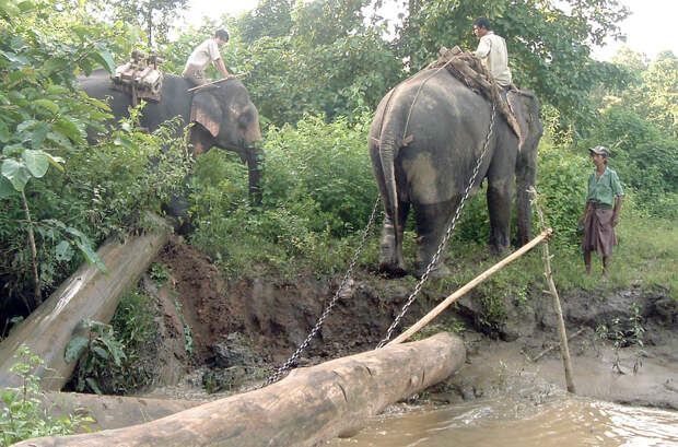 Logging elephants