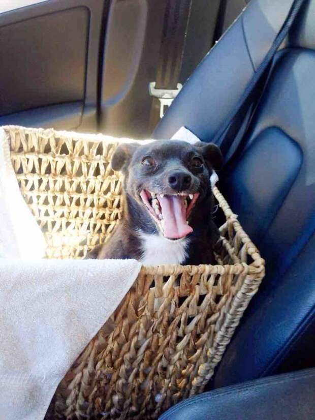 Так выглядит настоящее собачье счастье! собаки, счастье