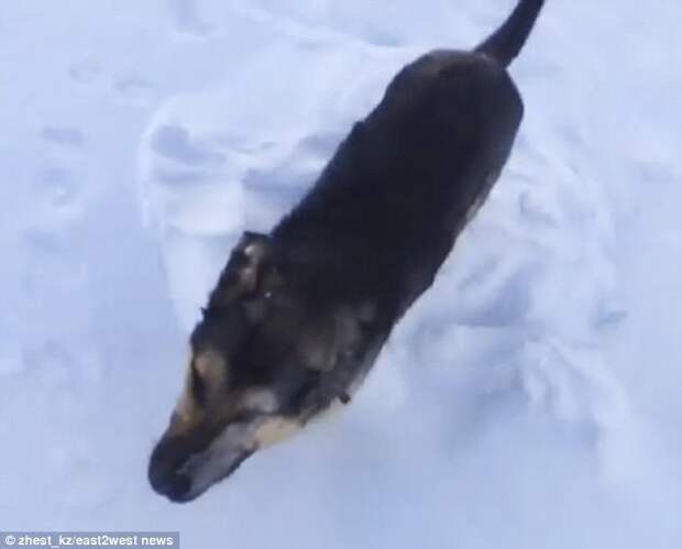 This dog appears to have become stuck while walking through a snow-covered field in Kazakhstan