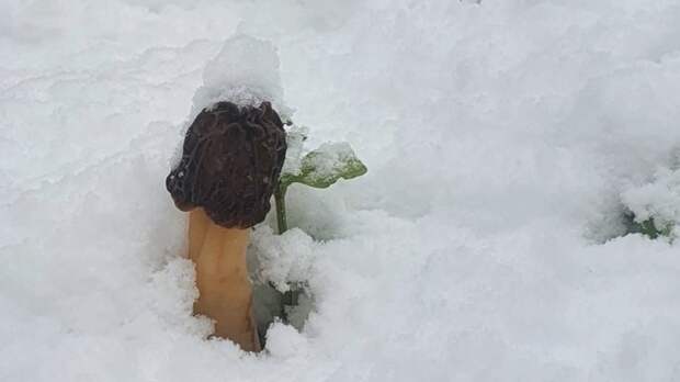 Первые уральские грибы занесло снегом