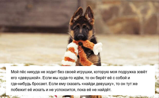 Забавные привычки наших любимых питомцев Забавные привычки наших любимых питомцев