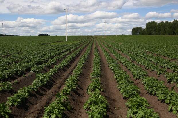 Элитного картофеля станет в два раза больше в Новосибирске