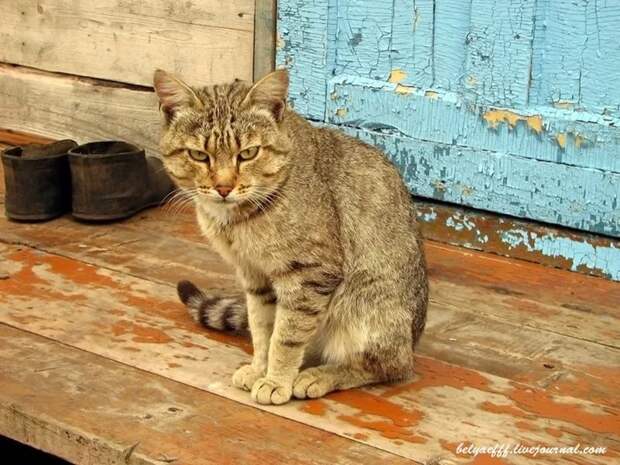 Суета вокруг кота деревня, животные, жизнь, коты, соседи