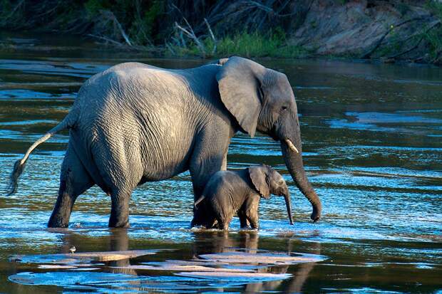 natgeocontest17 natgeocontest17 35 лучших фото животных на фотоконкурсе National Geographic Traveler