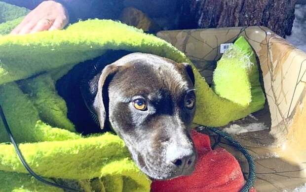 В Калифорнии пропавшую во время пожара собаку нашли живой через четыре месяца: Новости ➕1, 13.01.2022
