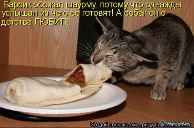 Смешные кошки в котоматрице 24