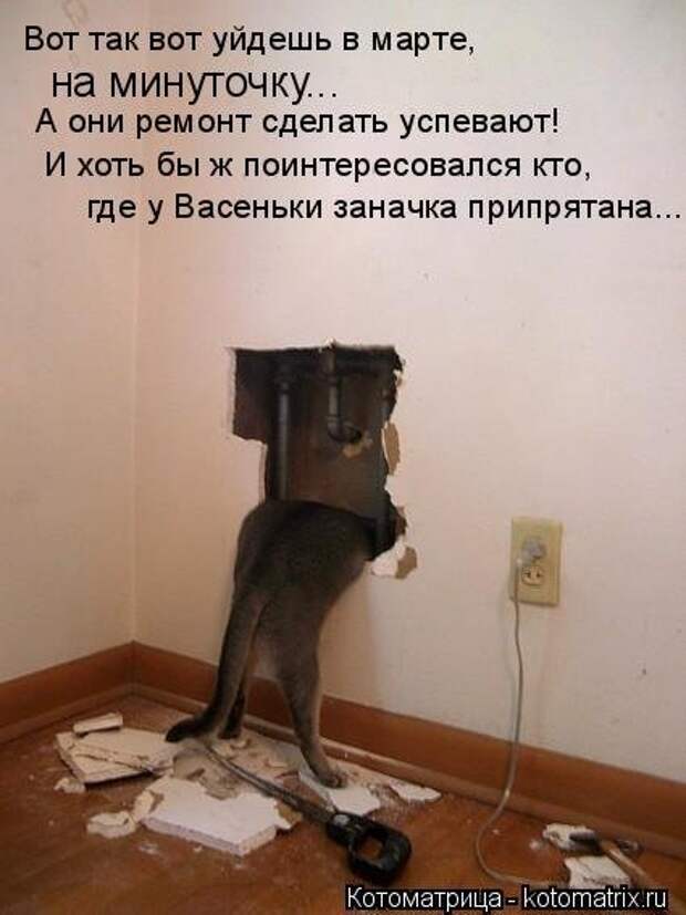 Свежая котоматрица на Бугаге (33 фото)