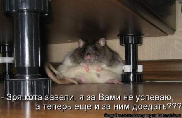 Котоматрицы (картинки с надписями)