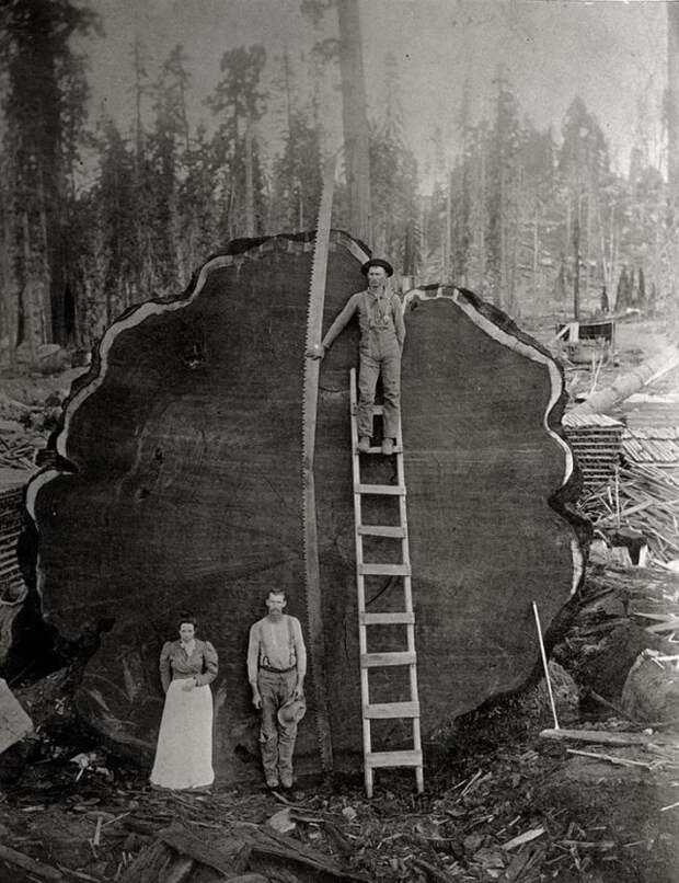 Лесорубы и гигантское поваленное дерево в Калифорнии, 1892 national geographic, неопубликованное, фото