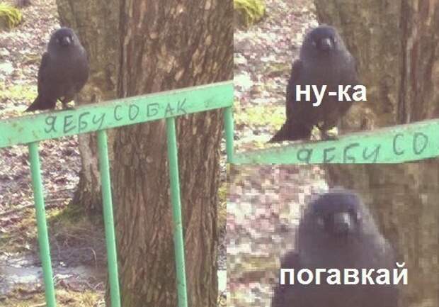 Смешные картинки с надписями прикол, юмор