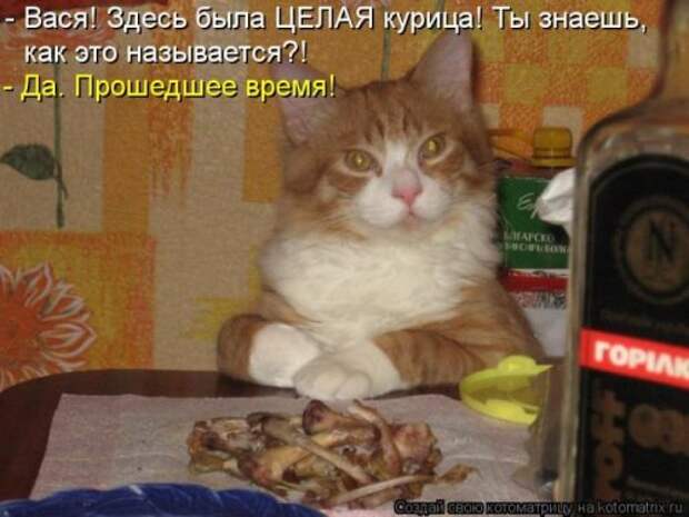 Лучшая котоматрица недели (26 шт)