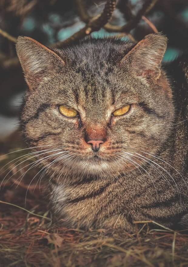 8. животные, кошка, портрет