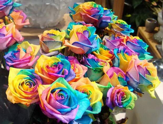 Special-Colorful-Rainbow-Rose-Flowers1