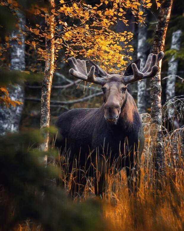 Сказочный лес существует на самом деле, и фотограф из Финляндии это доказывает