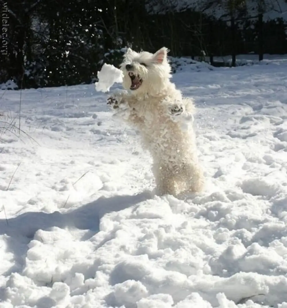 Собака радуется снегу