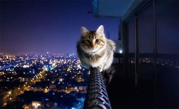 Ми-мишные котики.Фотограф: Crazy Ivory