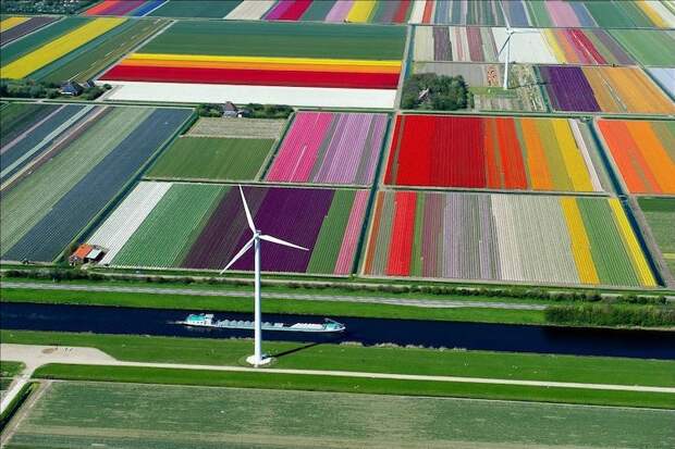 Тюльпановые поля в Голландии достопримечательности, другой взгляд, интересно и познавательно, с другого ракурса