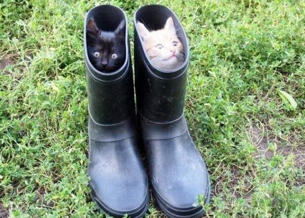 Приколы и позитив в фотках и картинках