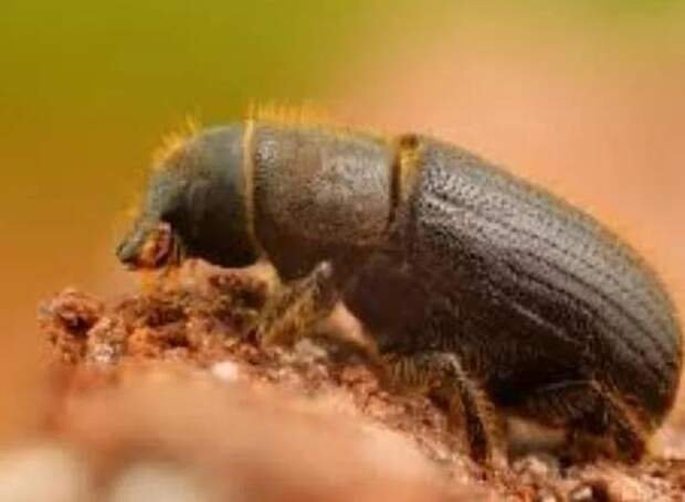 Нашествие жуков-вредителей в Колорадо