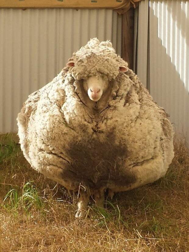 Овца Отбилась От Своего Стада Через 5 Лет Она Поразила Всех