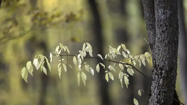 Синоптики дали предварительный прогноз на октябрь — март в Кировской области