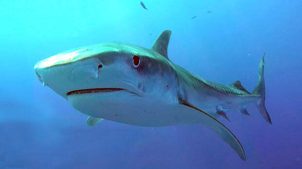 https://www.darwinfoundation.org/images/news/20190313_tiger_sharks/2.jpg