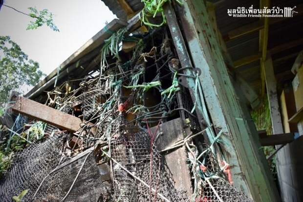 Золотистый ребёнок жил в мешке мусора 10 лет! Его владельцы вызвали спасателей от отчаяния животные, история, спасение