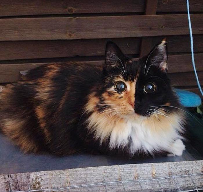 Слепая кошка с очень красивыми глазами, перед которыми не устоять! Слепая кошка с очень красивыми глазами, перед которыми не устоять!