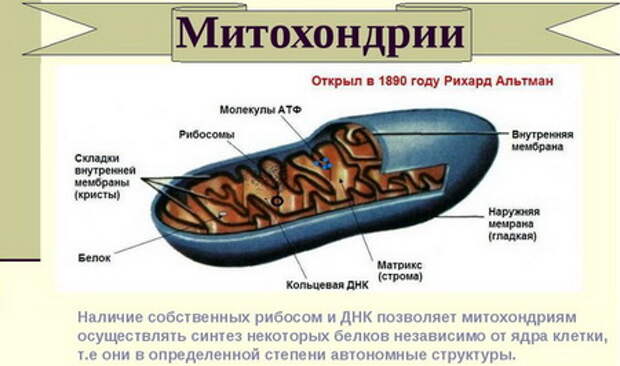 Митохондрии