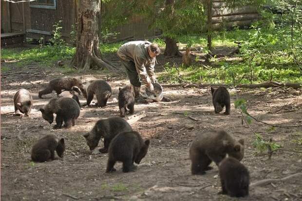Детский сад для медвежат животные, медведи