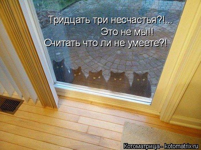 Лучшие котоматрицы недели (50 фото)