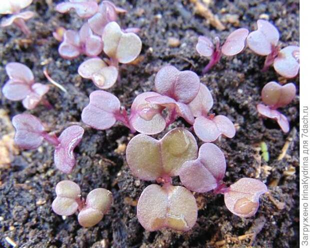 Семена японской капутсы дают дружные всходы через 3-5 дней (Фото с сайта wikimedia.org)