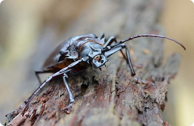 Жук Дровосек-титан (лат. Titanus giganteus)
