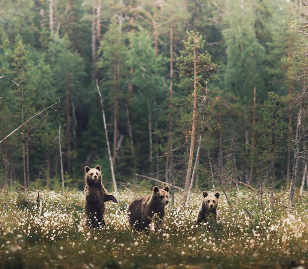Душа леса. Фотограф Конста Пункка животные, фотограф