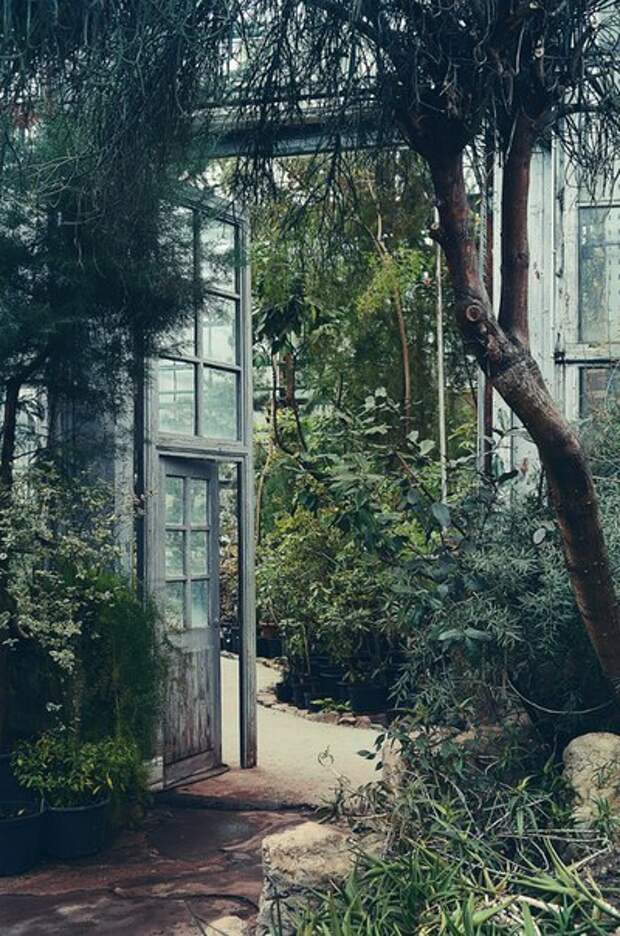 Оранжерея главного Ботанического сада в Москве.