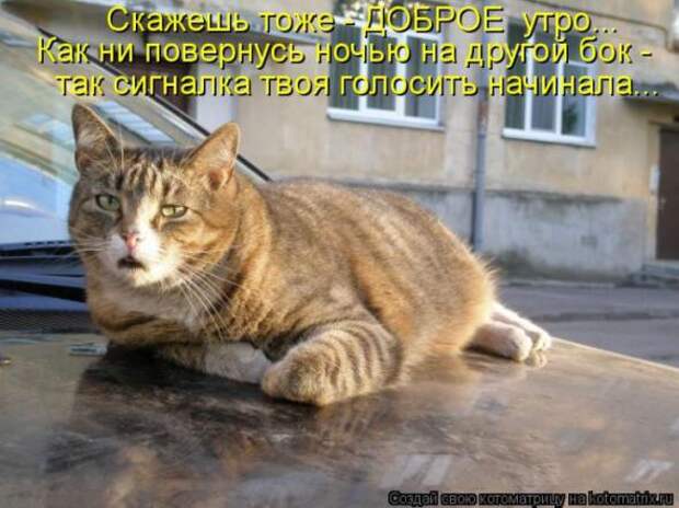 Котоматрицы(картинки с надписями)