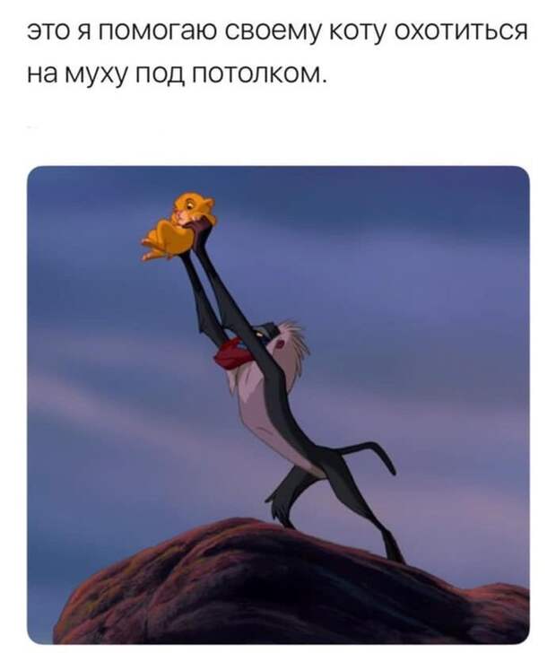 Помощь коту
