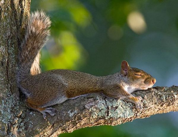 funny_animals_sleeping_6