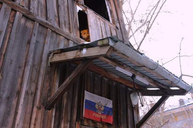 Российская действительность и собаки город, животные, собака, эстетика