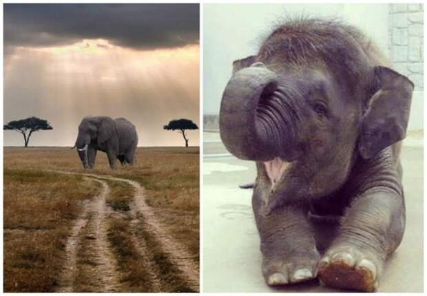 Слон — очень аккуратный зверь, ты слухам про него не верь