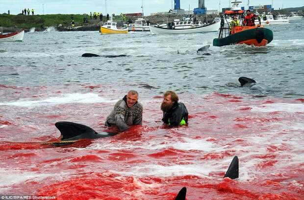 Побережье Дании снова окрасилось в красное во время ежегодного убийства дельфинов атлантика, в мире, дания, дельфины, животные, массовое убийство дельфинов