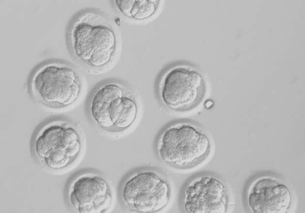 В США впервые отредактировали человеческие эмбрионы