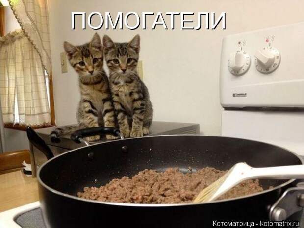 Лучшие котоматрицы недели (50 фото) Лучшие котоматрицы недели (50 фото)