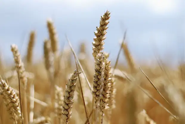 Источник: flickr.com / Neha Viswanathan