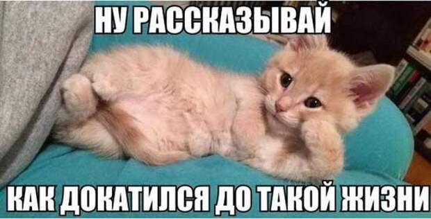 Забавные картинки с надписями для улыбки (12 фото) Забавные картинки с надписями для улыбки (12 фото)