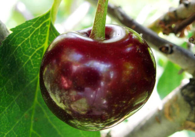 вишня Шоколадница