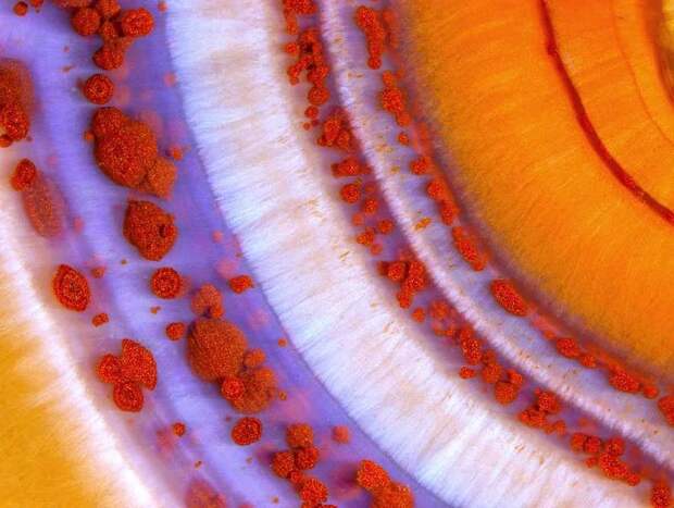 Победители конкурса микрофотогарфии Small World Photomicrography 2016