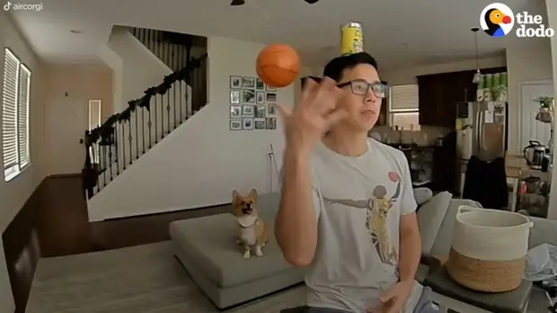 ​Видео: Корги профессионально занимается баскетболом — как собака этому научилась